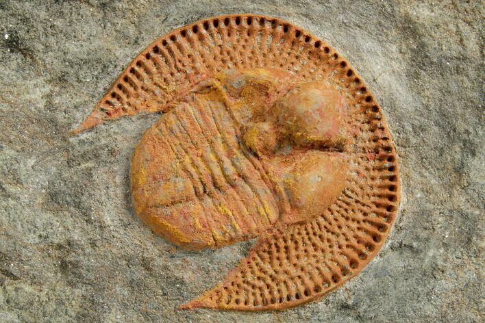 Orange Trinucleid Trilobite (Declivolithus) - Mecissi, Morocco #372367